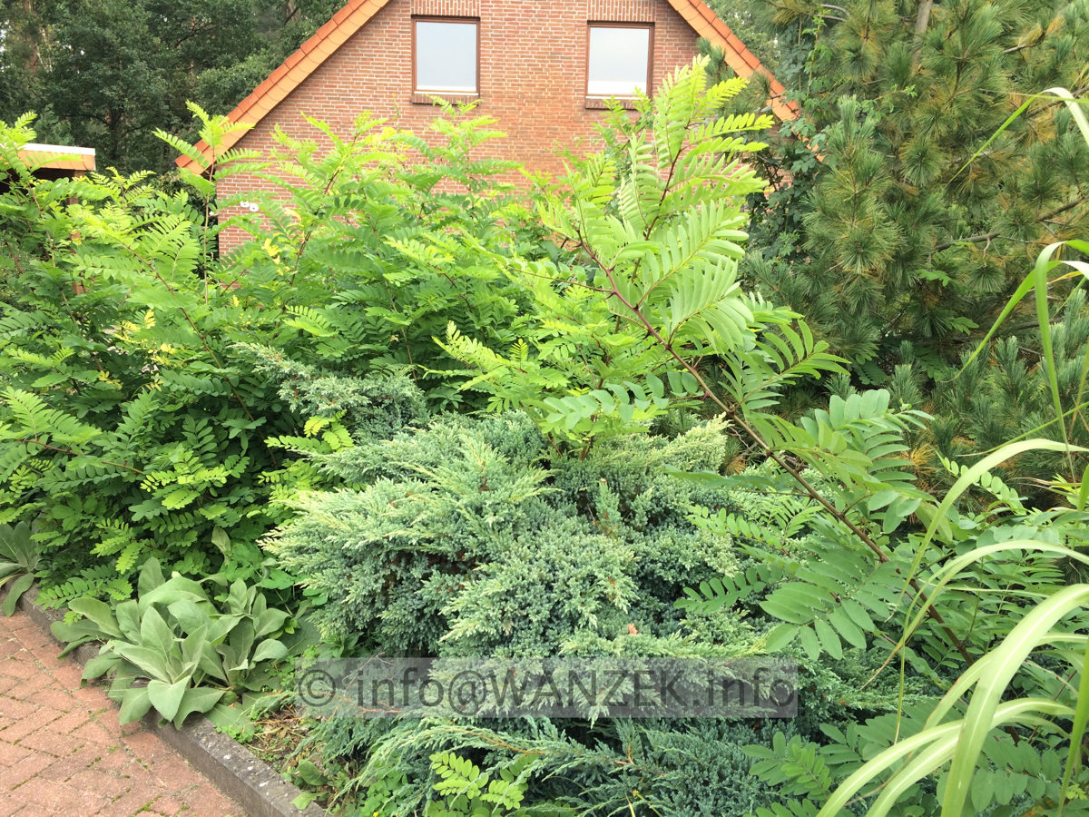 Akazie macht Wurzelbrut nach der Faellung 01.JPG